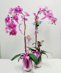 Orchids