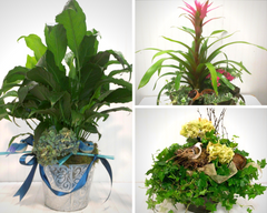 Green Plants