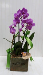 Orchids