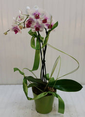 Orchids